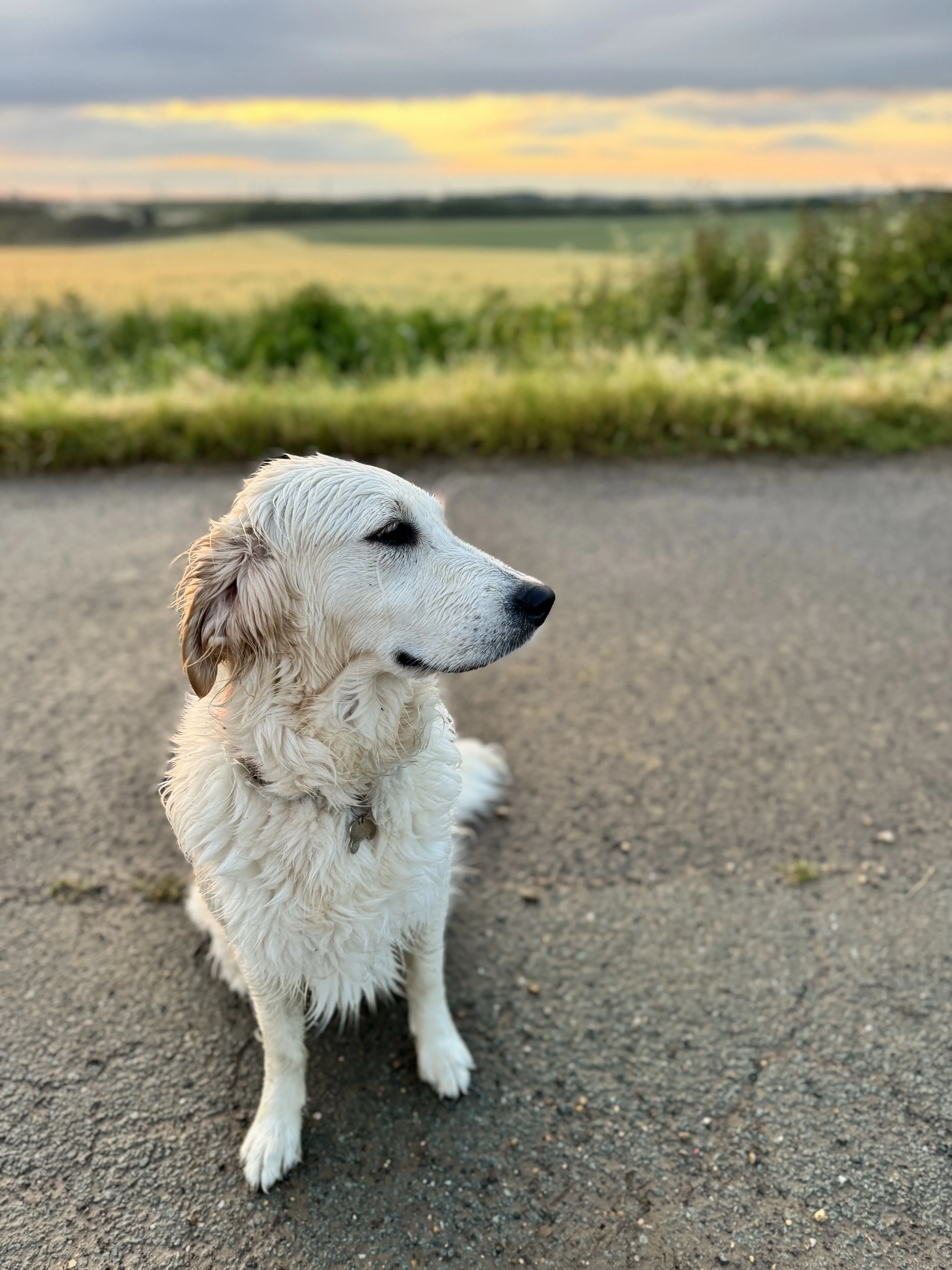 Daphne sitting beside an open field at sunset