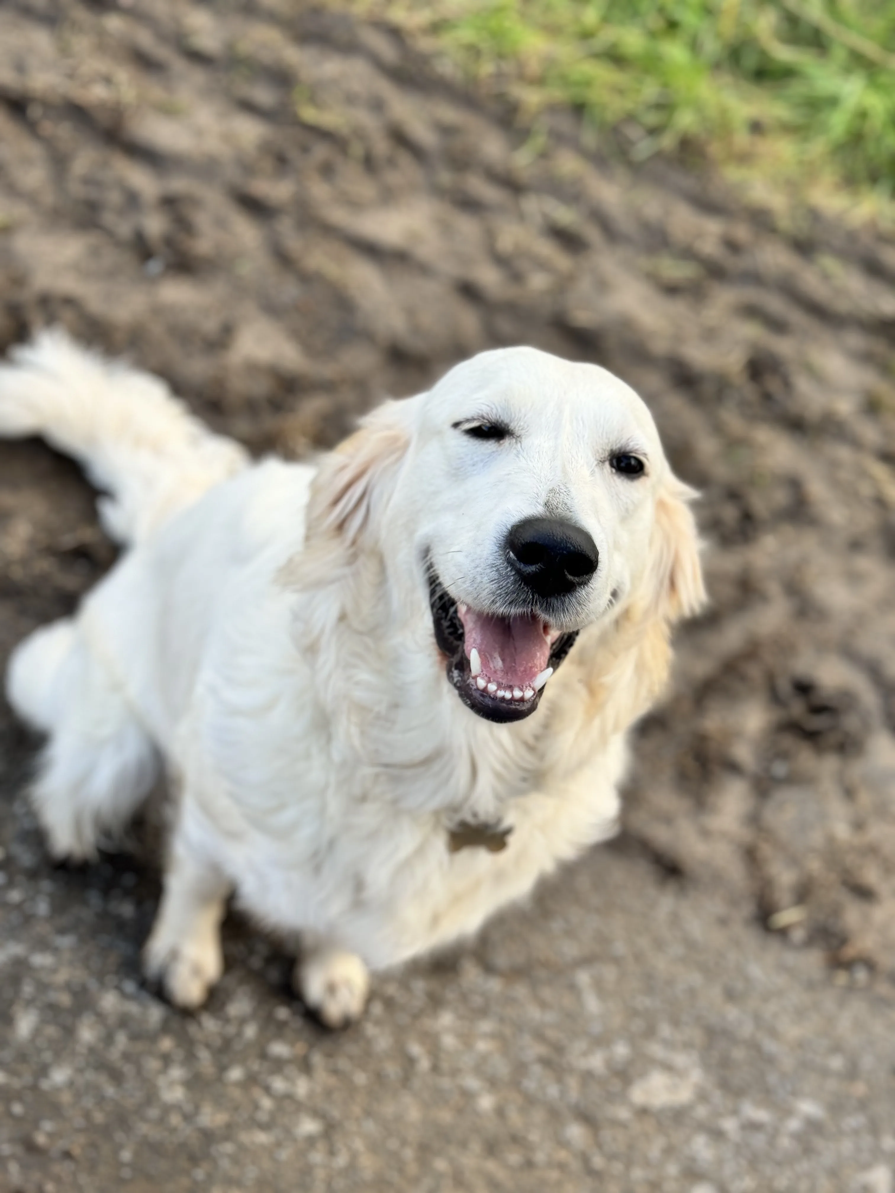 Daphne, a pale Golden Retriever, looking up happily