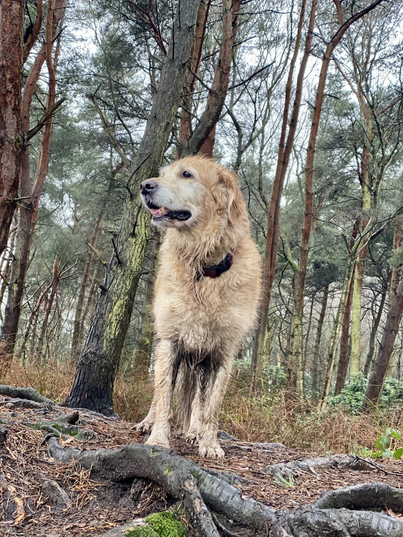 Golden Retriever standing in a woodland